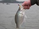 How To Catch Crappie In All Crappie Fishing Phases
