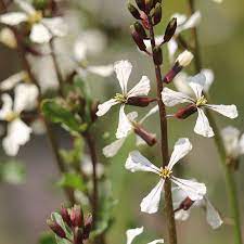 Arugula Dragon S Tongue Cc Grow