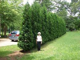 Looking for privacy fence ideas? Fast Growing Tree For A Natural Privacy Fence Privacy Plants Privacy Landscaping Natural Privacy Fences