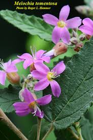Image result for Melochia melissifolia