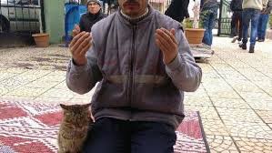 Islamiyette Kedinin Ozel Yeri Ajanimo