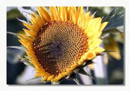 صورة وردة دوار الشمس Photo Hd Photo Plants Flowers
