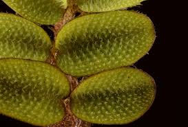 Image result for Salviniaceae