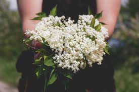 Check spelling or type a new query. Sambuco I Fiori Le Bacche Gli Utilizzi Ecco Come Coltivarlo