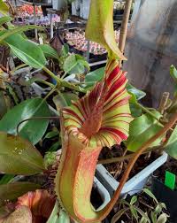 Image result for Pteronia acuminata