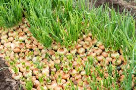 Chop your onions and place them in a flat layer on a cookie sheet and freeze. Onion Growing In The Garden Stock Photo Picture And Royalty Free Image Image 100732692