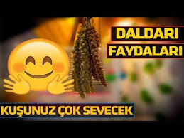 Dal Dari Nedir Dal Dari Fiyat Dal Dari Nerede Bulunur Dal Dari Cesitleri Dal Dari Ne Demek Dal Dari Faydalari Kizil Dal Dari Fayd Kus Dali Muhabbet Kuslari Kus