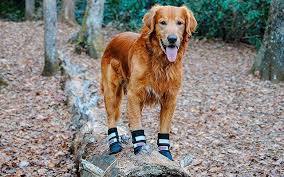 top best dog boots for 2019 the dog hug