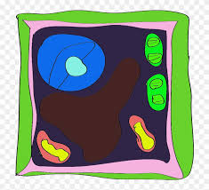 Animal cells only structure which aids cellular movement and gives the cell shape. Plant Cell Diagram For Kids Animal With Tattoo Page Plant Cell Rangoli Free Transparent Png Clipart Images Download