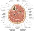 The four muscles all extend the lower leg. Atlas Of Anatomy Vol 1 General Anatomy Cross Sectional Anatomy Of The Thigh Leg And Foot Thieme Teaching Assistant