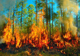 Jul 09, 2021 · todas las noticias sobre incendios forestales publicadas en el país. Incendios Forestales Causas Prevencion Catastrofes Cinco Noticias