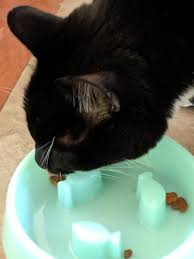 Using food puzzles for your cat activates their natural pawing behavior during at petsmart, we never sell dogs or cats. Whisker City Fish Slow Feeder Cat Bowl Cat Food Water Bowls Petsmart