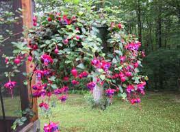 Peonies Fuchsias Fuchsia Plant Fuchsia Plant Care Hanging Potted Plants