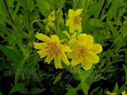 Image result for Guizotia