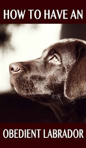 Labrador Obedience Training Labrador Retriever Training Labrador Retriever Labrador