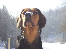 Tyrolean Hound Tiroler Bracke Dogs Puppy Tiroler Bracke Bilder