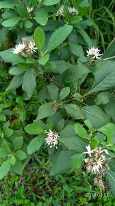 Image result for Vernonia adoensis