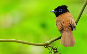 Bird Wallpapers Hd Wallpapers Laptop Wallpapers Nature Birds Pretty Birds Beautiful Birds