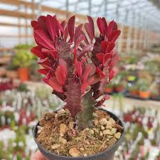 Image result for Euphorbia