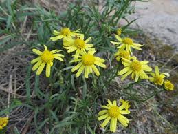 Image result for Senecio madagascariensis
