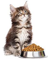 Check spelling or type a new query. The Biggest Pet Shop In Dubai Buy Pet Supplies In Dubai Abu Dhabi Uae Dog Food Cat Food And More Best Prices Guaranteed Pet Sky