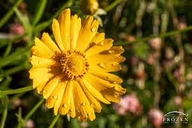 Image result for Coreopsis lanceolata