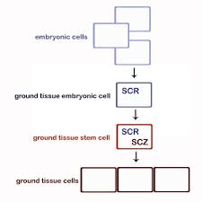Cell division in plants occurs in regions called meristems. Schizoriza Controls Tissue System Complexity In Plants Current Biology