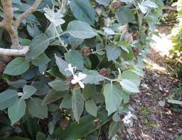 Image result for Barleria albostellata