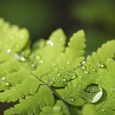 After each watering, refill your watering container and let it sit until plants in containers that are too small can become root bound, meaning the roots take up all the space. Don T Water Plants On Sunny Days Three Horticultural Myths Exposed Gardening Advice The Guardian