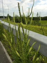 Image result for Resedaceae