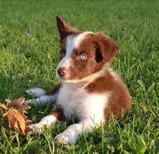 2j2k Border Collies Puppies For Sale Border Collie Puppies That Are Raised Right For You Border Collie Puppies Collie Puppies Border Collie Puppies For Sale