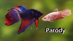 Siamese fighting fish (betta splendens), sometimes simply called bettas, are those pretty fish you often see swimming all alone in tiny bowls at pet stores and carnivals. Betta Fish Fight Love Parody Part Ii Youtube
