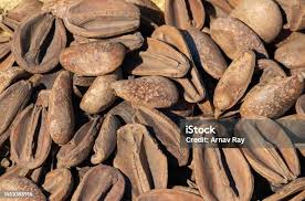 Image result for Schrebera