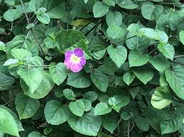 Image result for Asystasia vogeliana