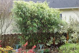 Bamboos are a diverse group of evergreen perennial flowering plants in the subfamily bambusoideae of the grass family poaceae. Want Bamboo Learn Now To Contain Bamboo Roots Manage Spreaders