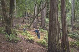 John muir, save the redwoods john muir and theodore roosevelt at the grizzly giant, mariposa big tree grove, 1903. Redwood Grove On California Coast To Become Public Park
