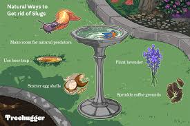 You might try covering the area with clear plastic sheeting and trenching around it to prevent water from running or seeping underneath the covering. Slugs In Your Garden Or Yard 12 Natural Ways To Get Rid Of Them