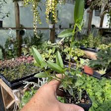 Image result for Commelina africana