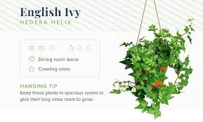16 Indoor Hanging Plants To Decorate Your Home Proflowers Ivy Plant Indoor Hanging Plants Indoor Hanging Plants