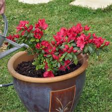 Blutenwunder Japanische Azalee Azaleen Vorgarten Bepflanzung