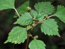 Image result for Pilea johnstonii