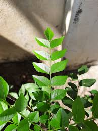 6 Health Benefits of Curry Leaves