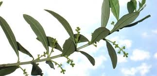 La domenica delle palme è una ricorrenza cristiana, osservata dai cattolici, dagli ortodossi e dai protestanti. Domenica Delle Palme Come Benedire Ulivi E Piante Verdi In Casa