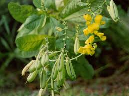 Image result for Crotalaria reptans