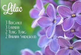Lilac Diffuser Blend Bergamot Lavender Ylang Ylang Hawaiian Sandlewood Essential Oils Sandlewood Essential Oil Lilac Essential Oil My Essential Oils