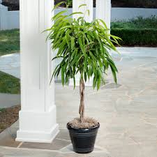 Image result for Ficus persicifolia