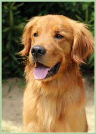 Golden Retriever Rescue Resource Golden Retrievers For Adoption Whitegoldenretriever Golden Retriever Rescue Golden Retriever Adoption Golden Retriever