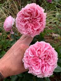 Garten Traume What Are Your Most Fragrant Roses Today 2020 Fragrant Roses Rose Fragrant