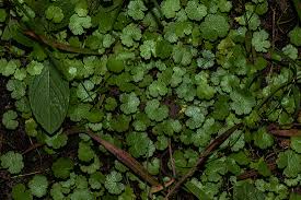 Image result for Hydrocotyle sibthorpioides