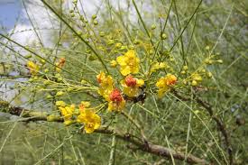 Image result for Parkinsonia africana
